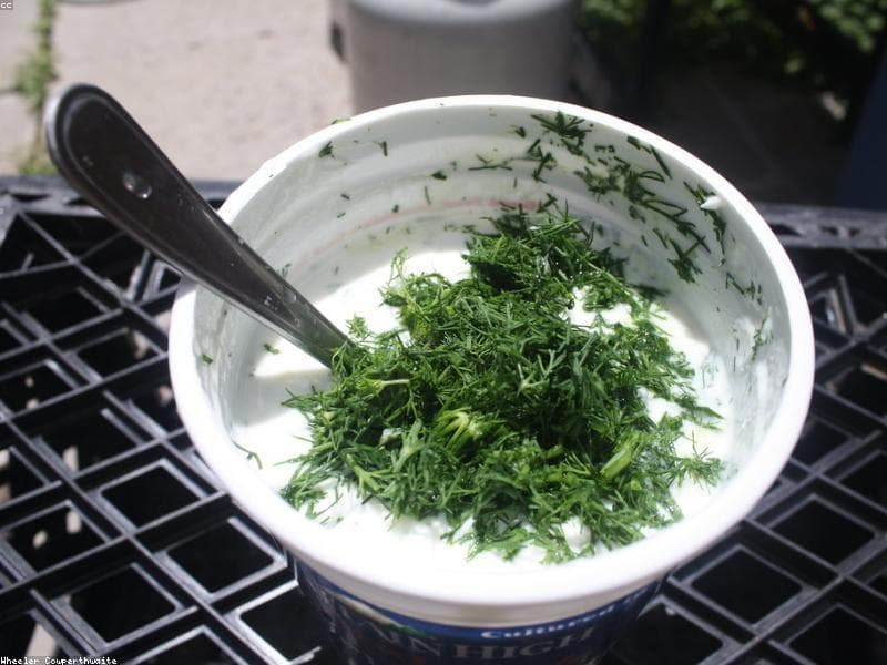 Plain Curd